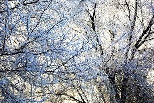 满城静待梨花开,春意盎然的诗意时光